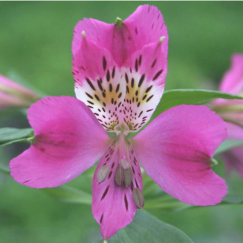 Visuel 1 du produit Alstroemère Pitchounes 'Océane' - Le pot de 2 litres