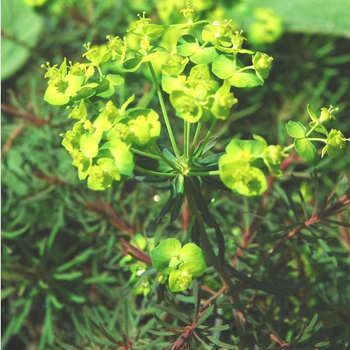 Visuel 1 du produit Euphorbe Hypericifolia - Le pot de 2 litres