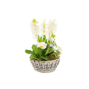 Visuel 1 du produit Jacinthe Primula Hedera Panier Osier Gris
