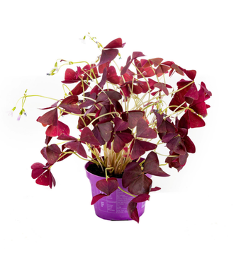 Visuel 1 du produit Oxalis pourpre violet. Le pot Ø 12 cm