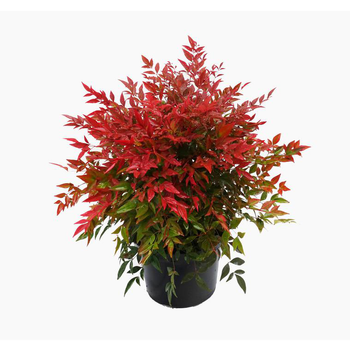 Visuel 1 du produit Nandina Domestica Obsessed®? Seika Cov (Bambou sacré) 25/30 en pot de 3 L rouge