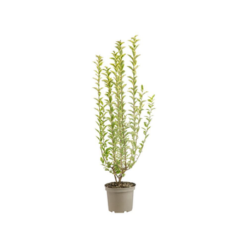 Visuel 1 du produit Ligustrum Ibota Musli® - 7 L