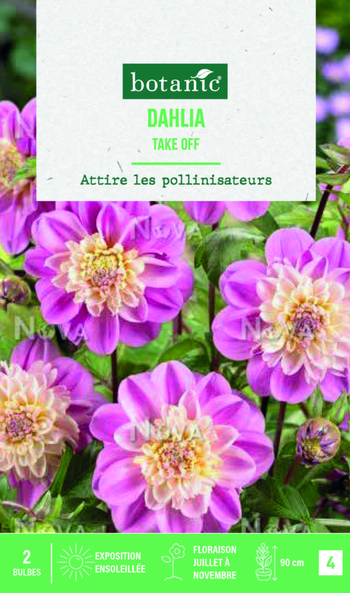 Visuel 1 du produit Bulbes de fleurs Dahlia Anémone Take off botanic® - 2 bulbes