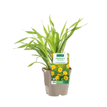 Visuel 1 du produit Hémérocalle ‘Stella de Oro’ - Le pot de 2 litres