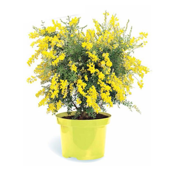Visuel 1 du produit Genêt de Madère en pot de 5 litres