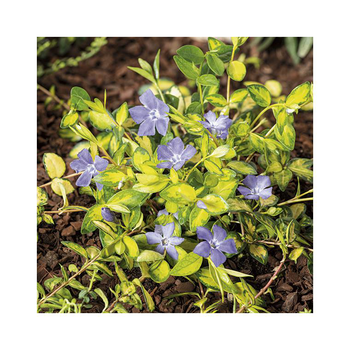 Visuel 1 du produit Petite Pervenche Panachée Illumination ‘Cahill’ - Le pot de 3 litres