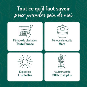 Visuel 1 du produit Combavia bio vert. Le pot de 6 litres