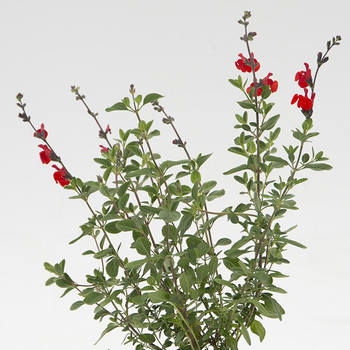 Visuel 1 du produit Sauge Arbustive 'Royal Bumble' - Le pot de 2 litres