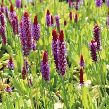 Visuel 1 du produit Primevère des Marais - Le pot de 9 x 9 cm