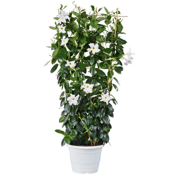 Visuel 1 du produit Dipladénia palissé - Le pot de 8 litres