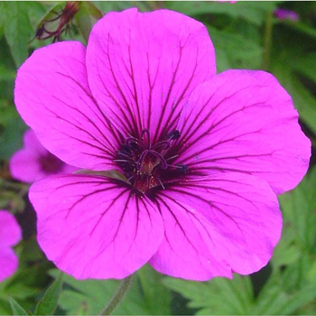 Visuel 1 du produit Géranium vivace - Le pot de 1 litre