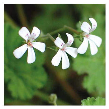 Visuel 1 du produit Géranium odorant blanc. Le pot de 9 x 9 cm