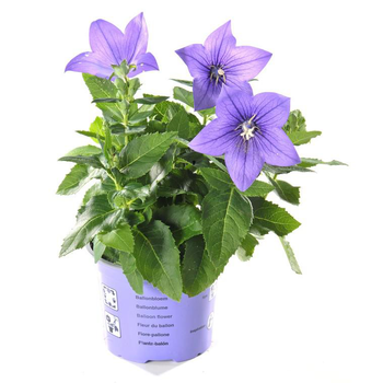 Visuel 1 du produit Platycodon Grandiflorus - Le pot de 1 litre