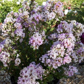 Visuel 1 du produit Lagerstroemia Indica With Love Babe Milarosso. Le pot de 4 litres
