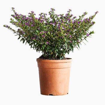 Visuel 1 du produit Cuphea Hyssopifolia Lavender Pink (Etoile du Mexique) touffe en pot de 3 L rose