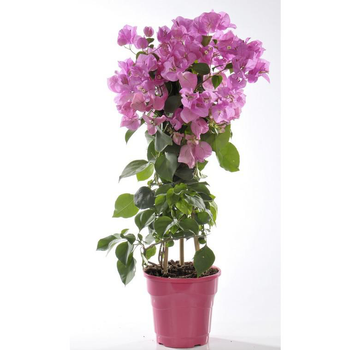 Visuel 1 du produit Bougainvillier ou Bougainvillée à fleurs roses en colonne - Le pot de 10 litres