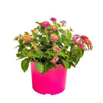 Visuel 1 du produit Lantana - Le pot de 3 litres