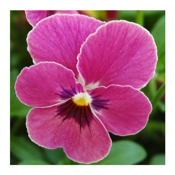 Visuel 1 du produit Pensée à grandes fleurs - Coupe de 23 cm