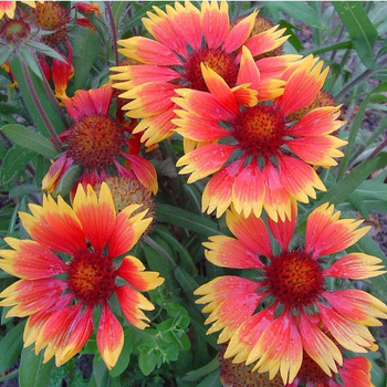 Visuel 1 du produit Gaillarde vivace - Le pot de 2 litres