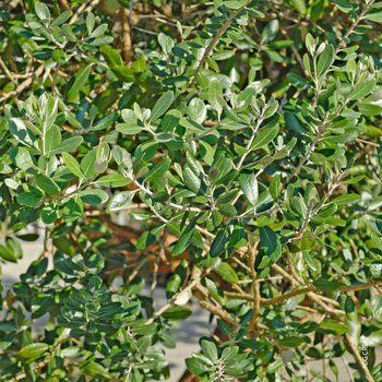 Visuel 1 du produit Feijoa Sellowiana - Le pot de 2,5 litres