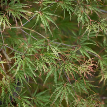 Visuel 1 du produit Érable du Japon (Acer Palmatum) Inaba-Shidare. Le pot de 160 litres