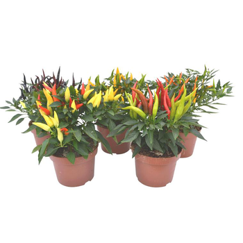 Visuel 1 du produit Piment décoratif - Le pot de 1 litre