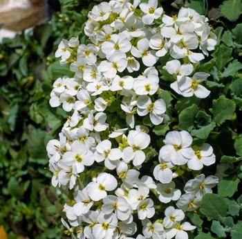 Visuel 1 du produit Corbeille d’argent  - Le pot de 2 litres