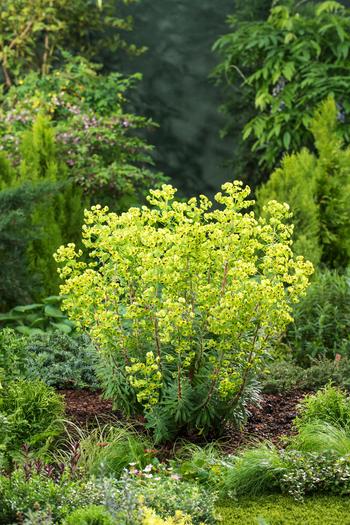 Visuel 1 du produit Euphorbe@~@de Martin  - Le pot de 2 litres