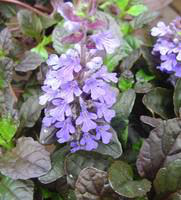 Visuel 1 du produit Bugle rampant - Le pot de 10,5 cm