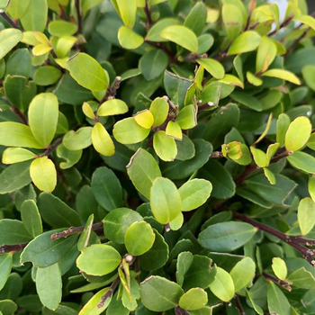 Visuel 1 du produit Houx crénelé (Ilex Crenata) Dark Green pyramide. Le pot de 10 litres