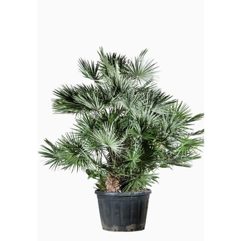 Visuel 1 du produit Chamaerops Humilis ou Palmier nain en pot de 130 L