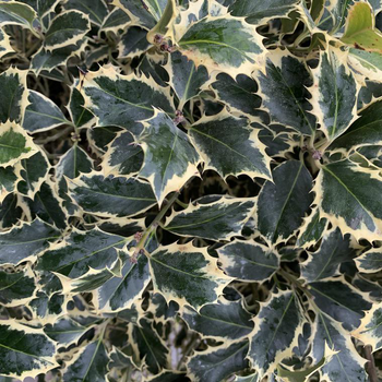 Visuel 1 du produit Houx commun panaché blanc. Le pot de 5 litres, 30/40 cm