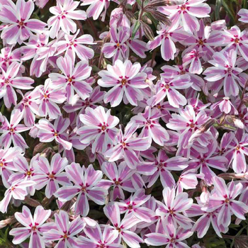 Visuel 1 du produit Phlox En Coussin Rose-blanc - Le pot de 9 x 9 cm