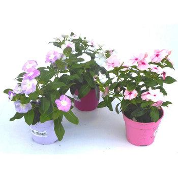 Visuel 1 du produit Pervenche de Madagascar - Le pot de 10.5 cm