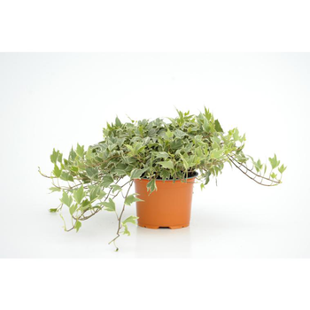 Visuel 1 du produit Lierre Whitre Ripple - Le pot diam 12 cm