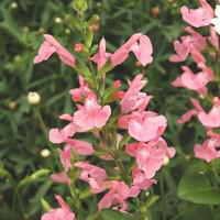 Visuel 1 du produit Sauge vivace - Le pot de 1 litre