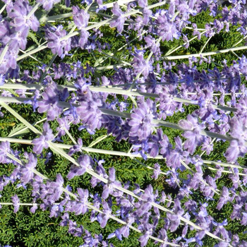 Visuel 1 du produit Sauge de Sibérie - Le pot de 1 litre