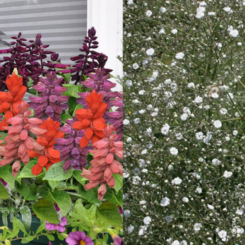 Visuel 1 du produit Duo Sauge Gypsophile - Le pot de 5 litres