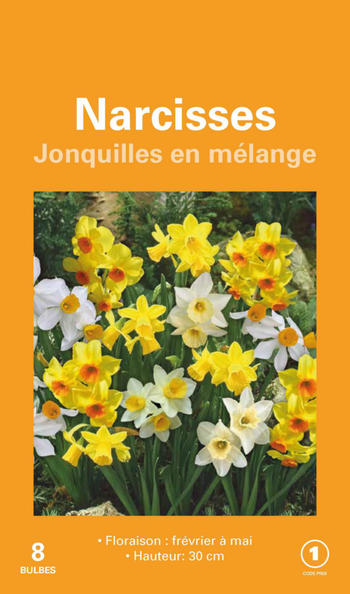 Visuel 1 du produit Narcisse jonquille en mélange botanic® - 8 bulbes