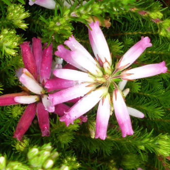 Visuel 1 du produit Erica Verticillata - Le pot de 10.5 cm