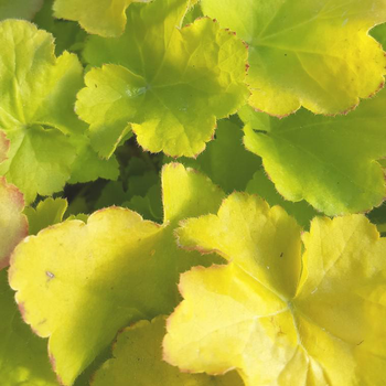 Visuel 1 du produit Heuchère 'Lime Marmalade' - Le pot de 12 cm