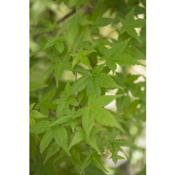 Visuel 1 du produit Erable du Japon (ACER PALMATUM DESHOJO ) Le pot de 110 litres