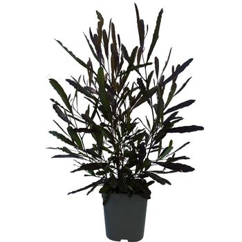 Visuel 1 du produit Dodonea Viscosa Purpurea rouge en pot de 3 L