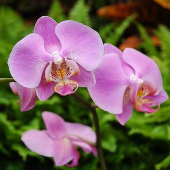 Visuel 1 du produit Orchidée Phalaénopsis white world 2 branches blanche. Le pot de Ø 12 cm