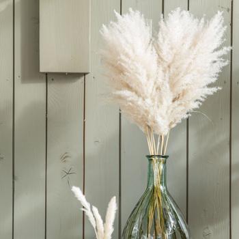 Visuel 1 du produit Tige d'herbe de la Pampa (Cortaderia) blanche Naturalys - 115 cm
