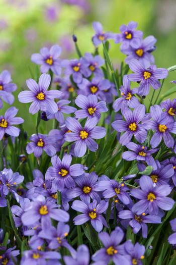 Visuel 1 du produit Bermudienne ‘Lucerne’ - Le pot de 2 litres