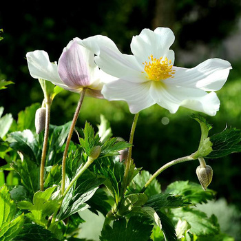 Visuel 1 du produit Anémone wild swan blanche en pot de 2 L