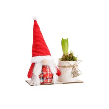 Visuel 1 du produit Jacinthe blanche. Le pot Ø 8,5 cm décor étoilé.