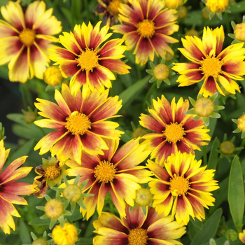 Visuel 1 du produit Coréopsis enchanted eve jaune en pot de 2 L