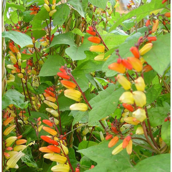 Visuel 1 du produit Mina Lobata Tippi - Le pot de 1 litre